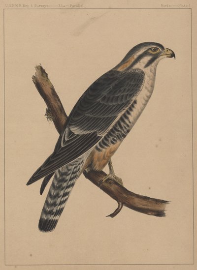 Aves, lámina I, 1855 de American School